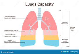 Image result for Lung Volume