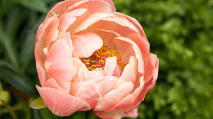 Space peonies 24 to 36 inches feet (61 to 91 cm.) apart. How To Transplant Peonies Youtube