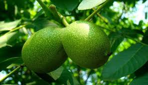 Tehnica plantării, distanța de plantare, sisteme de plantare. Schema De Aterizare IdealÄƒ Cultivarea VarietÄƒÈ›ii De Nuc Ideal Nuc Nuc De Nuc Aterizare IdealÄƒ È™i Ingrijire