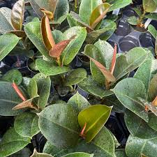 Image result for Ficus elastica