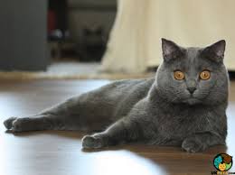 Explore 110 listings for rare kittens for sale at best prices. Chartreux Cats And Kittens For Sale In The Uk