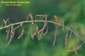 Image result for Desmodium tortuosum