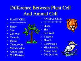 We did not find results for: Ppt Difference Between Plant Cell And Animal Cell Powerpoint Presentation Id 1923229