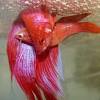 They can usually live with each other in the same aquarium. Https Encrypted Tbn0 Gstatic Com Images Q Tbn And9gcsah9agdv0sx M No6rrzcjwujhher1pmj6cpk1c O0oqpn4iot Usqp Cau