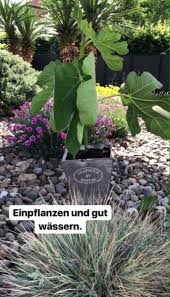 Feigenbaume Ziehen Und Vermehren So Geht S Life Is Full Of Goodies Garten Anpflanzen Garten Pflanzen Feigenbaum Pflanzen