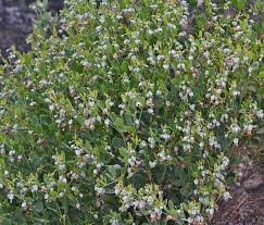 Image result for Zygophyllum cuneifolium