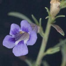 Image result for Aptosimum albomarginatum