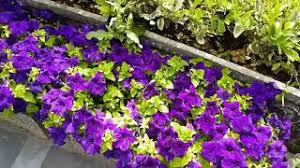 In short, we envision making cui the university of choice in pakistan and across asia. Best Summer Flowers List Of Summer Flowering Plants Islamabad Pakistan 2019 Youtube