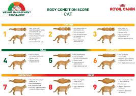 Pin By Maria Cirjan On My New Best Friend Cat Weight Chart Body Condition Cats