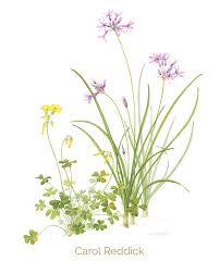 Image result for Euphorbia mossambicensis