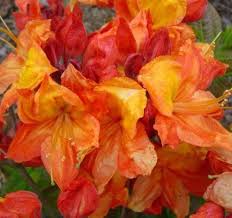 Azalea Knap Hill Hybrid Glowing Embers Deciduous Azalea Plant In 9cm Pot Plants Azaleas Shrubs
