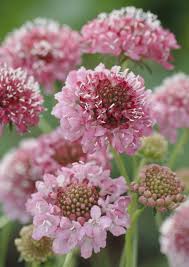 Image result for Scabiosa