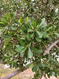 Image result for Manilkara mochisia