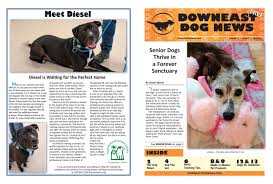 If you are one of those individuals who thinks that the adoption process is too tedious, or that there would be very expensive fees. 2020 July Downeast Dog News By Jennifer Rich Wendi Smith Issuu