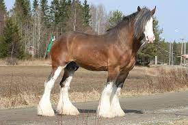 What is the average weight of a clydesdale? Clydesdale Horse Breed Information History Videos Pictures