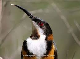 Eastern Spine Bill I Have One Visiting Me In Nowra South Coast Nsw South Coast Nsw Australian Birds Native Australians