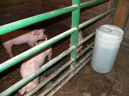 Diy automatic pig waterer farming feeder. Homemade Pig Waterer Ricelandmeadows