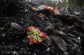 Image result for Drosera burkeana