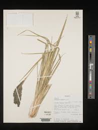 Image result for Eleusine kigeziensis