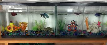 Multiple Betta Tank Betta Tank Betta Betta Fish