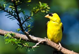 To control earwigs, start by encouraging this pest's natural predators in the garden, including toads and birds. Wsmag Net Blog Spotting Yellow Birds Is A Treat In The Pacific Northwest Featured Gardeners Corner May 17 2017 Westsound Magazine