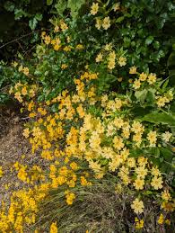 Image result for Lasiodiscus mannii