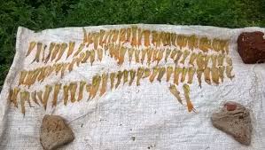 Image result for Oxygonum dregeanum