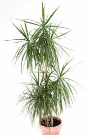 23 indoor plants for low light, perfect for brightening up your home. Tall Indoor Plants 7 Best Large Houseplants To Grow In Your Home My Tasteful Space