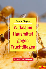 Fruchtfliegen Bekampfen In 2020 Fruchtfliegen Hausmittel Gegen Fruchtfliegen Fruchte