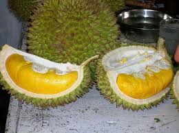 Durian udang merah vs musang king. Mao Sang Wong Musang King Durians