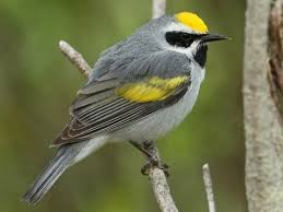 Golden Winged Warbler Identification All About Birds