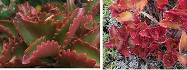 Cacti are succulent plants that have spectacular flowers. South Africa Succulents 6 Great Choices For Your Garden Eco Balance Landscaping Ballito Garden Services Irrigation Paving