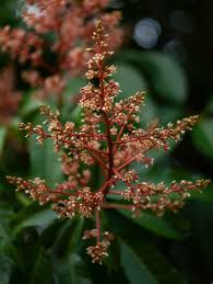 Image result for Mangifera