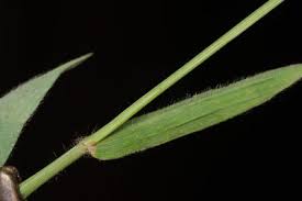 Image result for Digitaria abyssinica