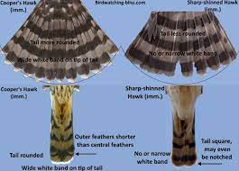 Compared to the other two accipiters, cooper's have an intermediate amount of feathering at top of the tarsus, as well as. Coopers Hawk Vs Sharp Shinned Hawk Identification