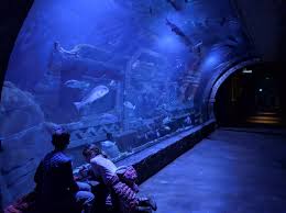 1,0 km de downtown aquarium. Downtown Aquarium In Houston Texas Kid Friendly Attractions Trekaroo