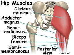 Intrinsic back muscles the inferior parts of latissimus dorsi , one of the muscles of the upper limb, arises from the posterior third of the iliac crest. Hip Anatomy Pictures Physical Therapy In Reading For Hip Hip Anatomy Physical Therapy Anatomy