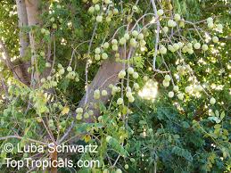 Image result for Sclerocarya birrea