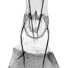 Image result for Scythris crypta