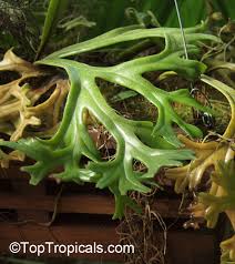 Image result for Pyrrosia