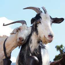 Terdapat 6 jenis kambing yang biasanya dibudidayakan olehnya masyarakat. 49 Jenis Baka Kambing Untuk Penternakan Kambing Rujukan Niaga