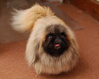 Pekingese Irki Kopeklerin Egitiminde Nelere Dikkat Edilmeli Uzmantv