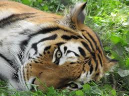 Dê vida ao seu smartphone com um fundo de tigre android e experimente imagens de tigre como você nunca fez antes! Tigre Wallpapers Group 84