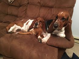 Check spelling or type a new query. Basset Hounds Of Serenity Mn Home Facebook