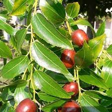 Ziziphus Mauritiana Seeds Small Trees Sapote