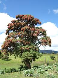 Image result for Stephania abyssinica