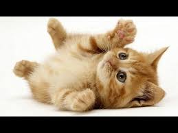 Extraordinary And Interesting Features Of Cats Youtube