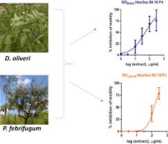 Image result for Psorospermum febrifugum