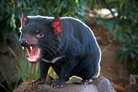 Convenientemente, el demonio de tasmania fue elegido como el símbolo de el parque nacional de tasmania y de los servicios de vida silvestre. El Demonio De Tasmania Aun Lucha Por Sobrevivir