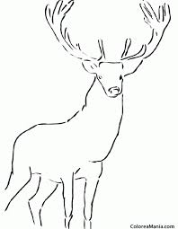 Dibujos Para Colorear De Animales Reales